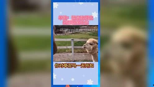 关于吃瓜娱乐的词,揭秘吃瓜娱乐背后的趣味与真相 第3张 关于吃瓜娱乐的词,揭秘吃瓜娱乐背后的趣味与真相 第3张